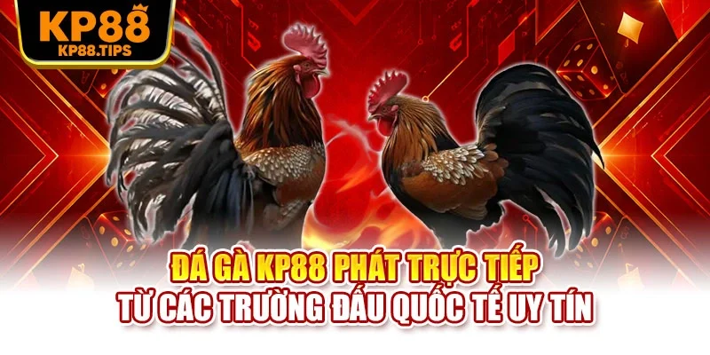 Đá gà KP88 phát trực tiếp từ các trường đấu quốc tế uy tín