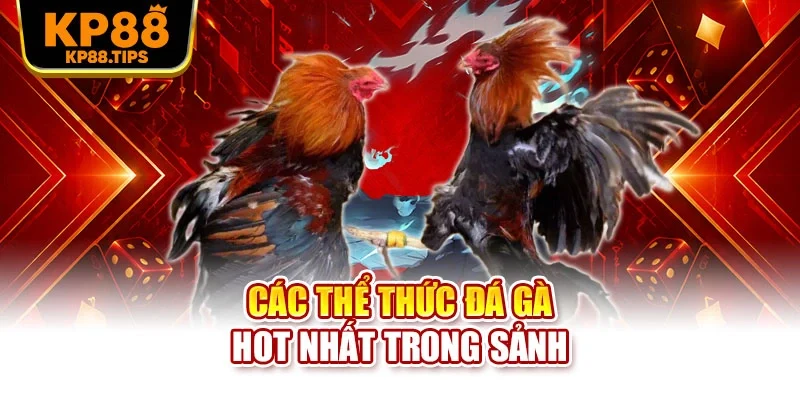 Các thể thức đá gà hot nhất trong sảnh